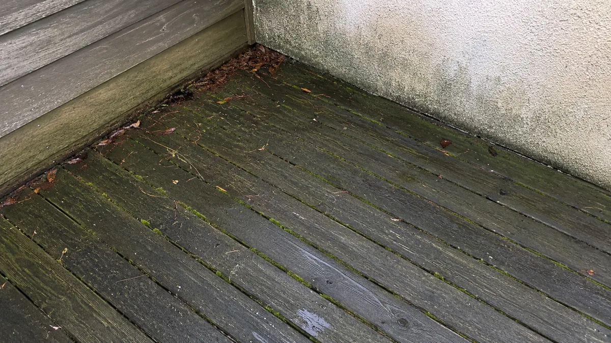Voiles verts de mousse et d'algues accumulés dans les rainures d'une terrasse en bois à l'ombre