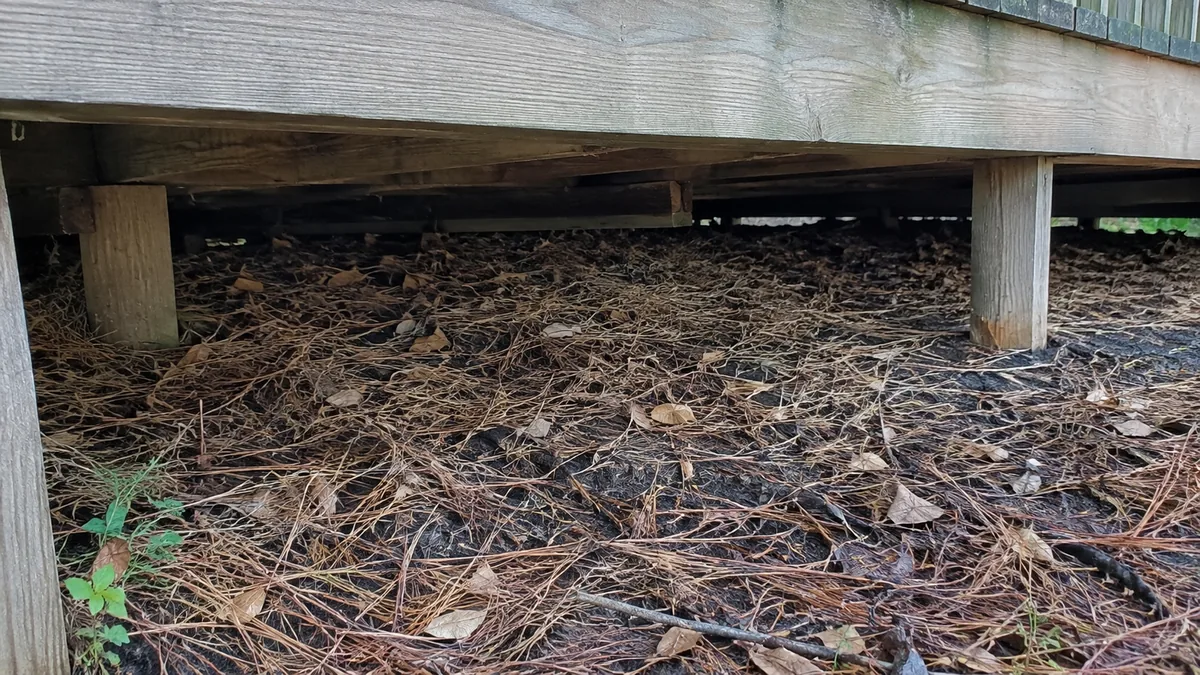 Aiguilles de pin et feuilles mortes accumulées sous une terrasse en bois surélevée